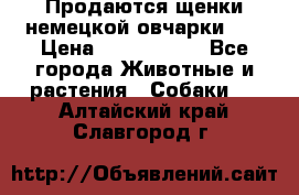 Продаются щенки немецкой овчарки!!! › Цена ­ 6000-8000 - Все города Животные и растения » Собаки   . Алтайский край,Славгород г.